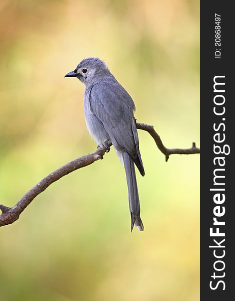 Ashy drongo is migratory bird in nature of Thailand