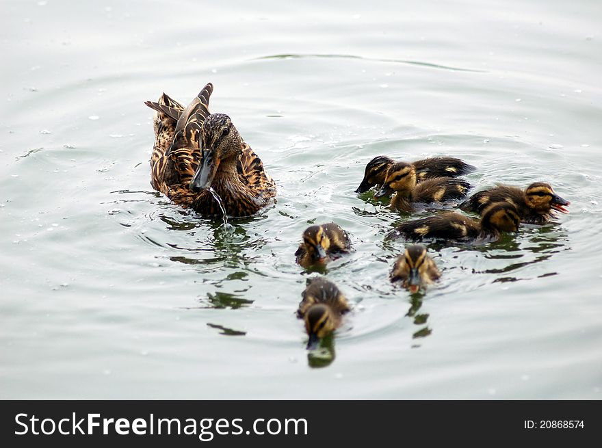 A mother duck took care of her children. A mother duck took care of her children