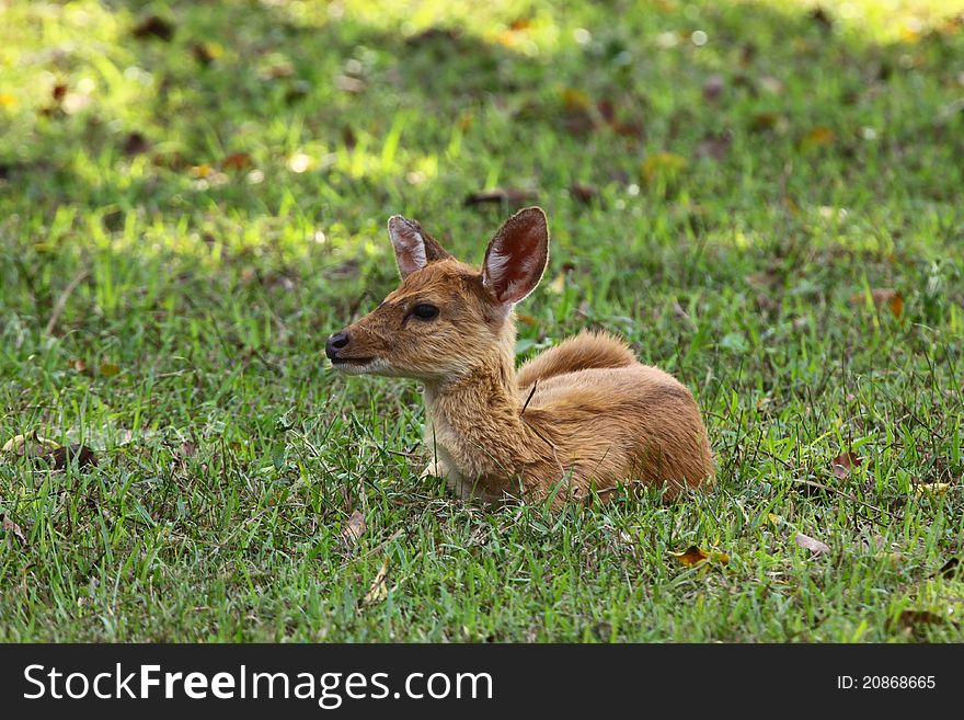 Deer fawn on green grass in forest