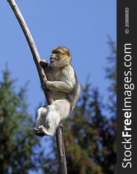 Barbary ape sitting on a branch