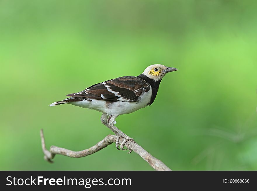 Black-collared starling is bird in nature of Thailand