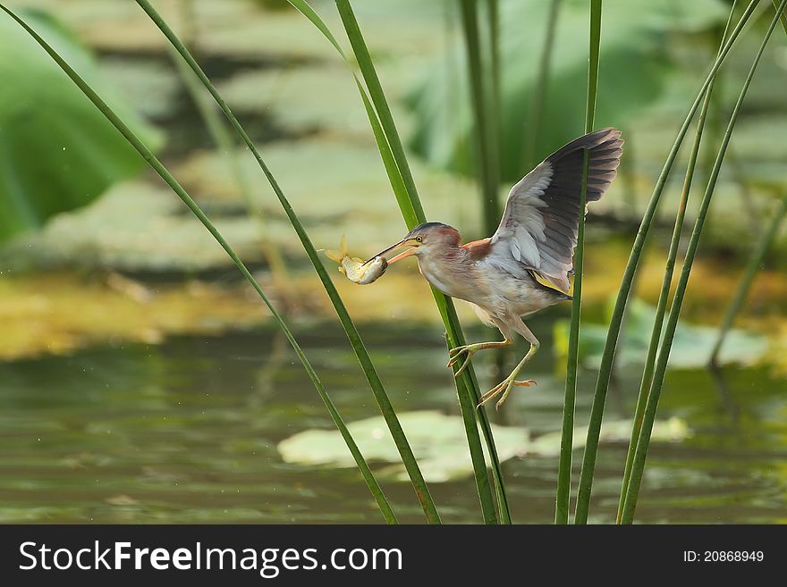 Yellow bittern flying