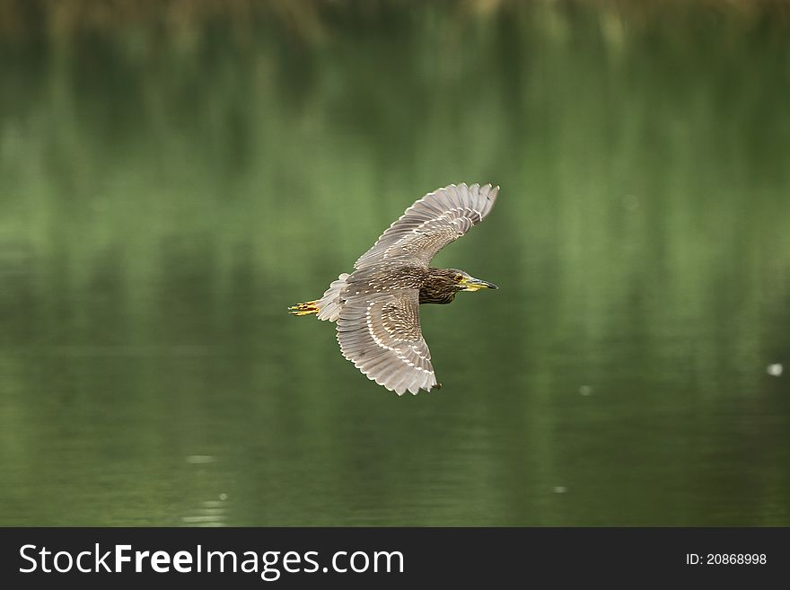 There are some aigrets in the lake of
Beijing China.Flying aigret wants to
find fish in lake.Photo taken in summer 2011.