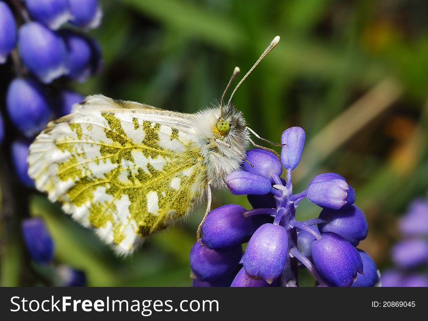 Butterfly sitting on flower in spring