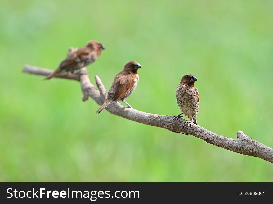 Group Of Scaly-breasted Munia