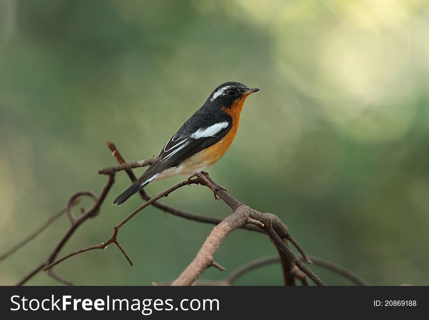 Mukimaki Flycatcher