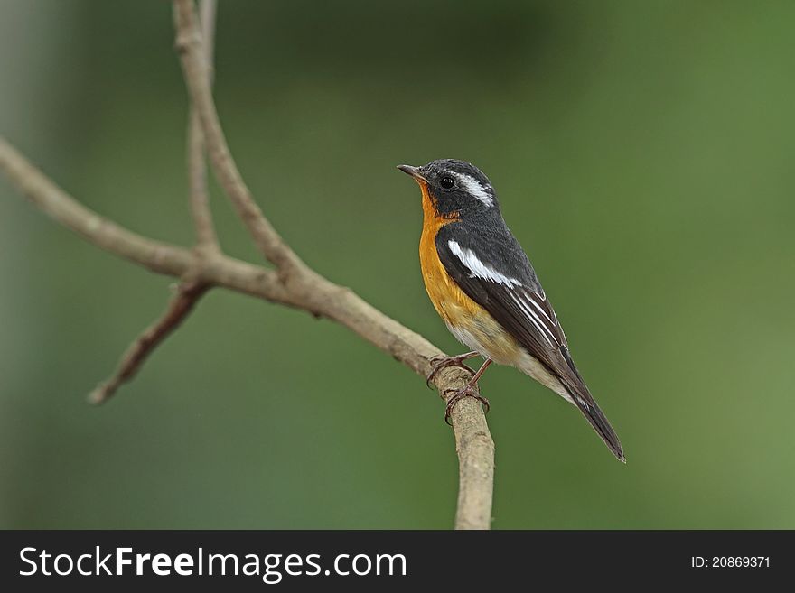 Mukimaki flycatcher is migratory bird in nature of Thailand