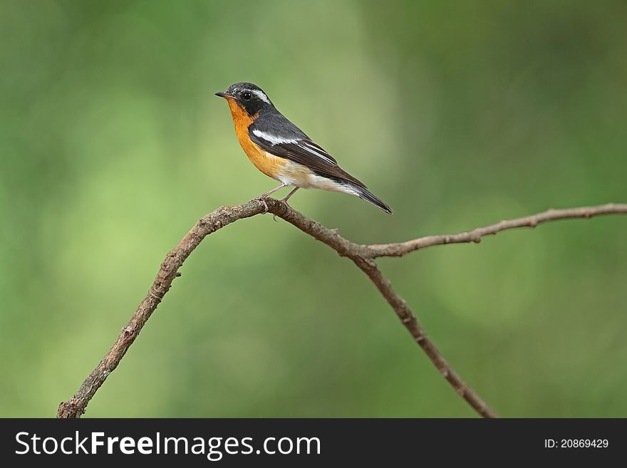 Mukimaki Flycatcher