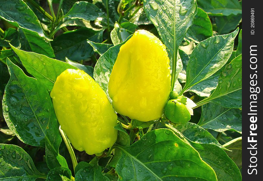 Yellow peppers ripening on the vegetable bed