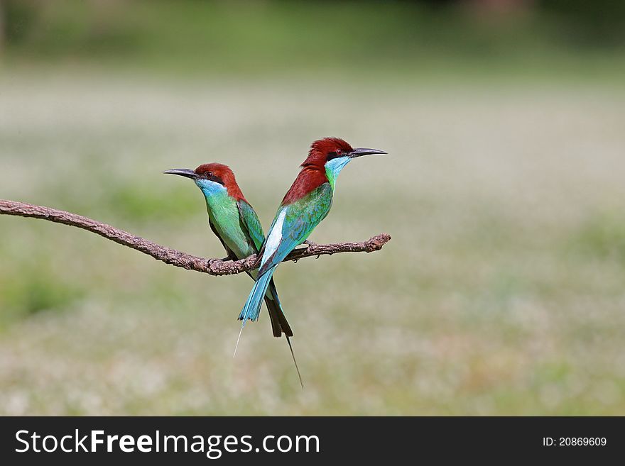 Blue-throated Bee-eater is bird in nature of Thailand. Blue-throated Bee-eater is bird in nature of Thailand