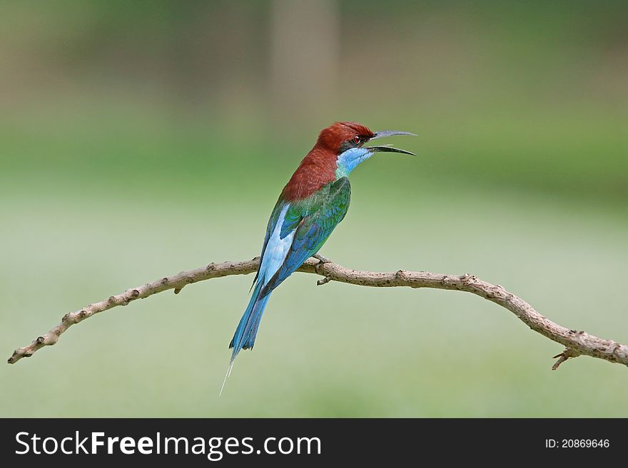 Blue-throated Bee-eater is bird in nature of Thailand