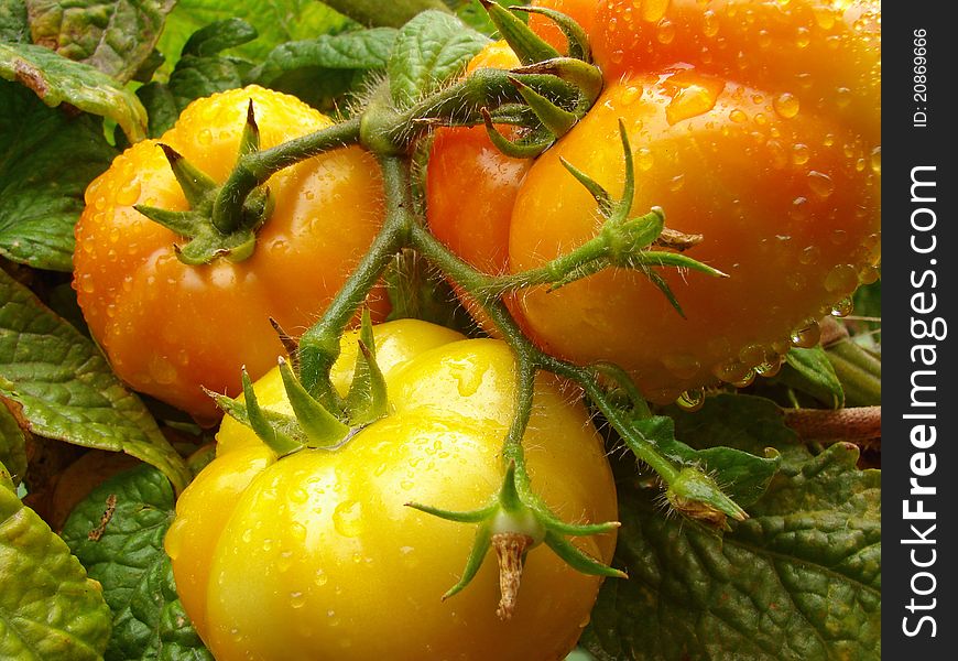 Three tomatoes ripening on the branch