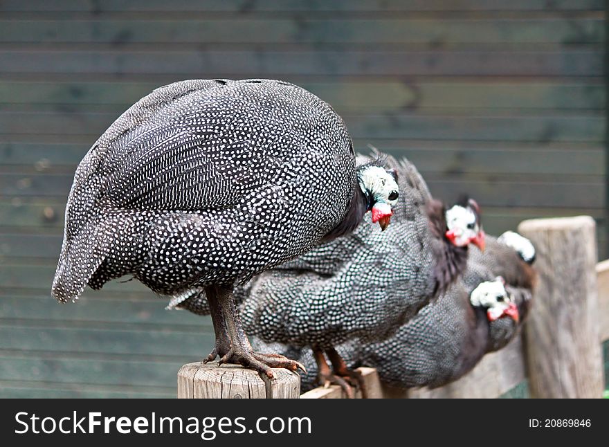 Some Guinea fowls perched on a fence in a funny way.
