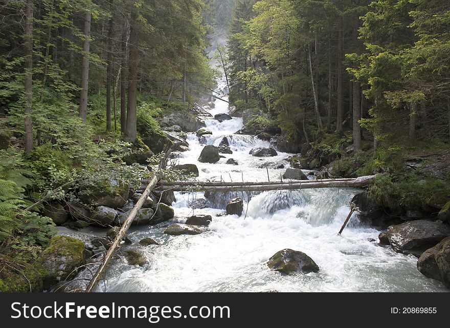 A raging torrent in the middle of dense forest.