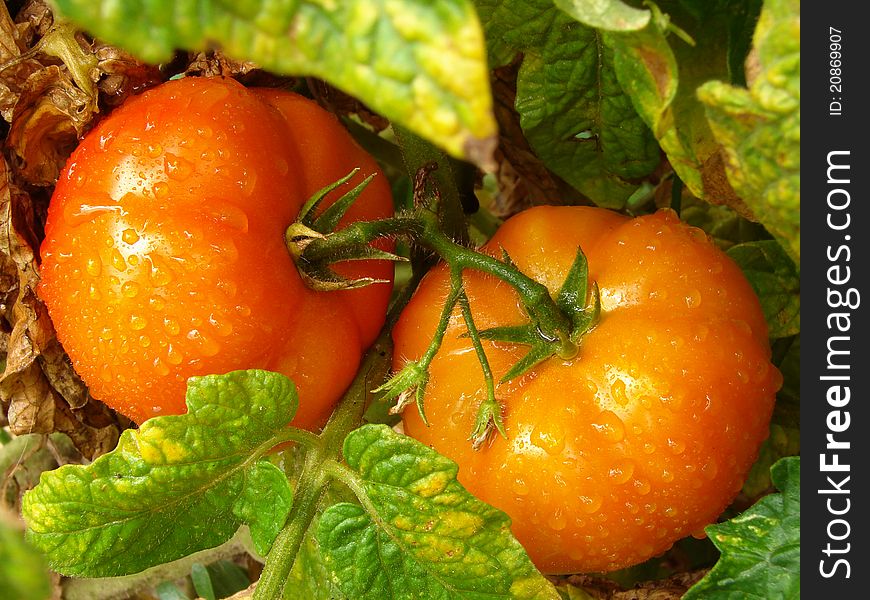 Two tomatoes ripening on the branch