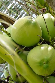 Coconut Stock Images Coconut Stock Images