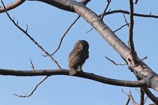 Asian Barred Owlet Royalty Free Stock Photos