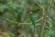 Red-bearded Bee-eater With Prey Royalty Free Stock Photos Red-bearded Bee-eater With Prey Royalty Free Stock Photos
