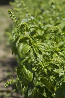 Basil Field Royalty Free Stock Photography Basil Field Royalty Free Stock Photography