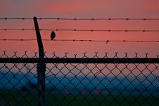 Bird On A Wire Fence Royalty Free Stock Photo Bird On A Wire Fence Royalty Free Stock Photo