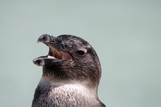 Jackass Penguin Stock Image