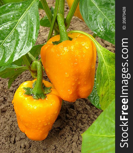 Orange peppers ripening on the vegetable bed