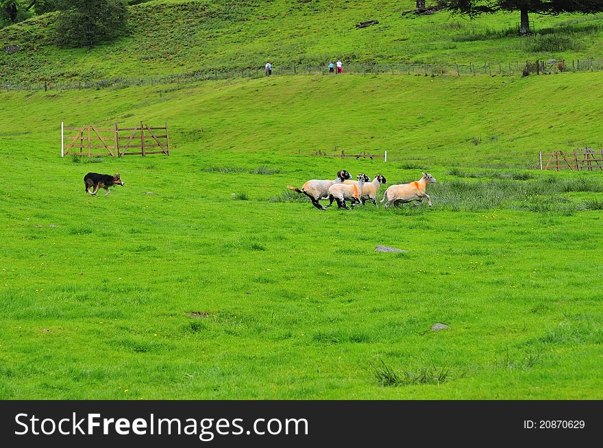 Sheep Dog Trials in the English Lake District. Sheep Dog Trials in the English Lake District.