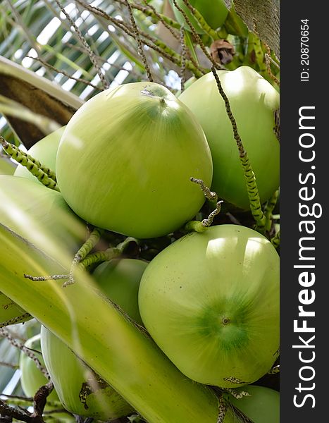 A closeup of coconuts growing in a coconut palm tree.