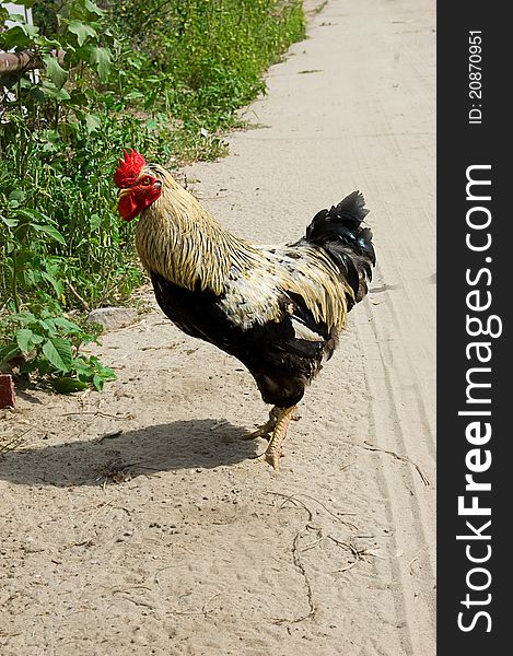 Cock standing on village road