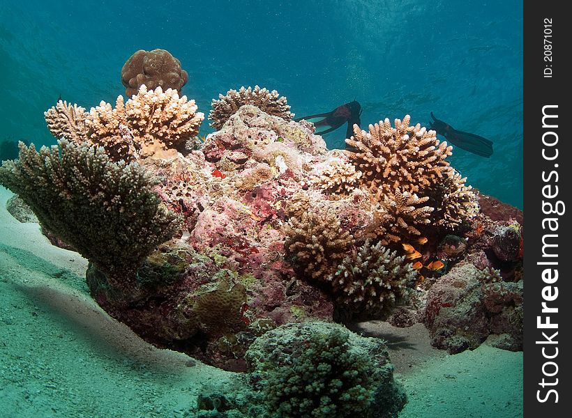 Coral reef underwater view Maldives. Coral reef underwater view Maldives