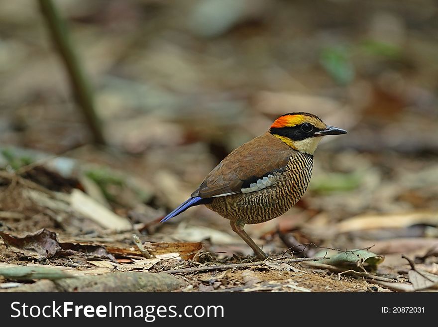 Banded pitta is bird in forest of Thailand. Banded pitta is bird in forest of Thailand