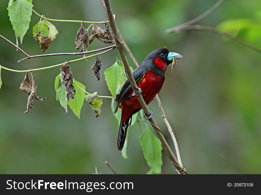 Black-and-red Broadbill is bird in forest of Thailand