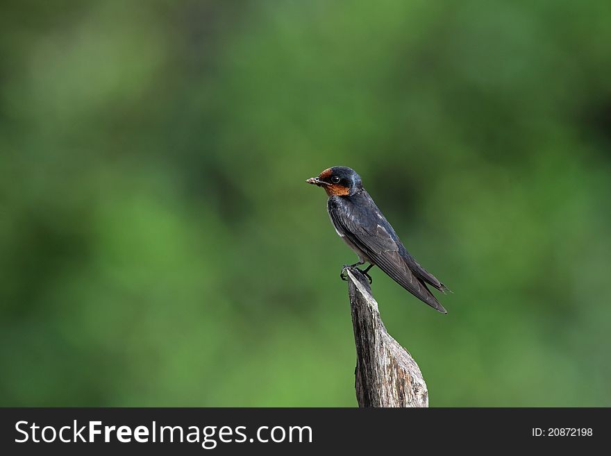 Barn swallow is bird in nature of Thailand