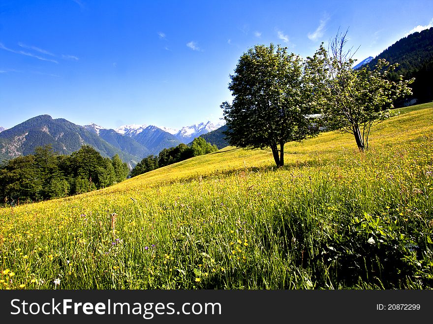 Mountain meadow in bloom in spring. Mountain meadow in bloom in spring
