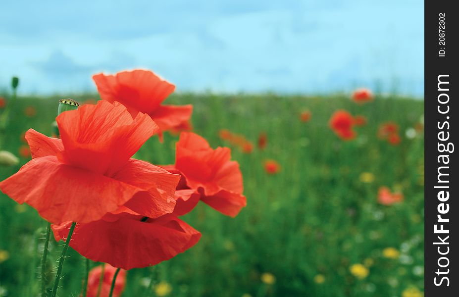 Poppies flowers on the field