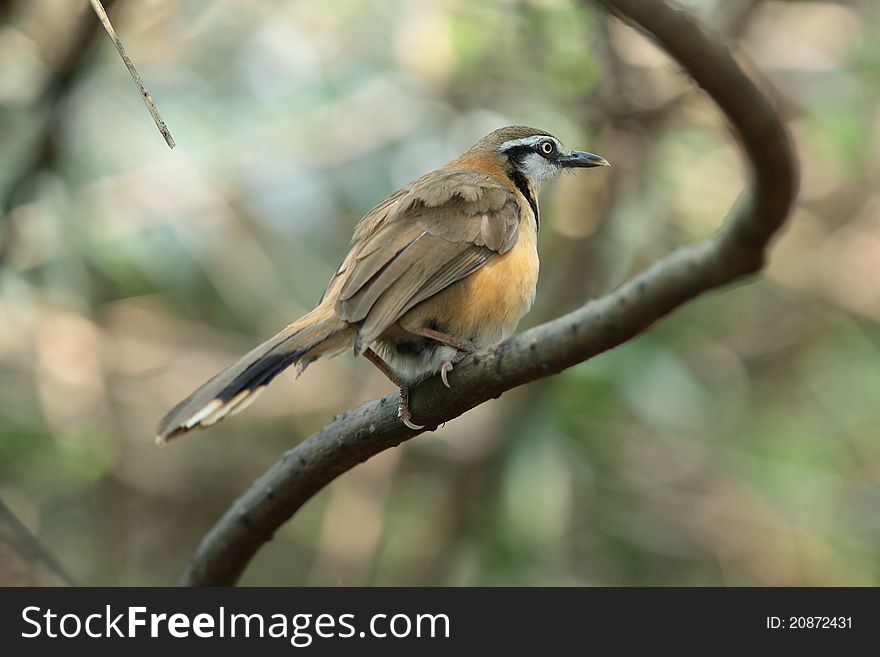 Lesser-necklaced Laughingthrush is bird in forest of Thailand