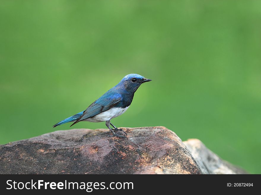 Blue-and-white Flycatcher is migratory bird in nature of Thailand