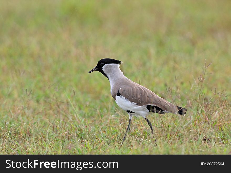 River lapwing is bird in nature of Thailand