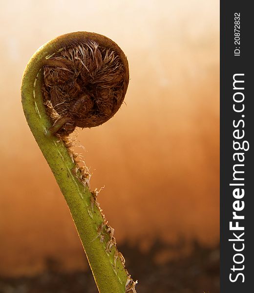 Fresh tree fern leaf unfolding in spring time