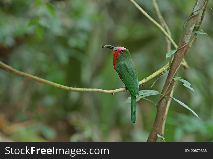 Red-bearded Bee-eater with prey