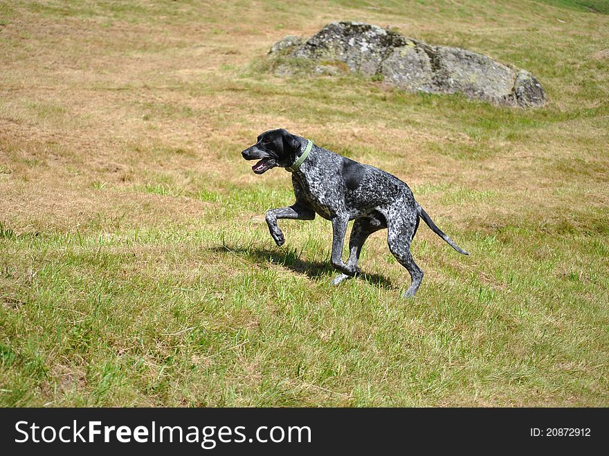 A German Shorthaired Pointer in a time of peak hare