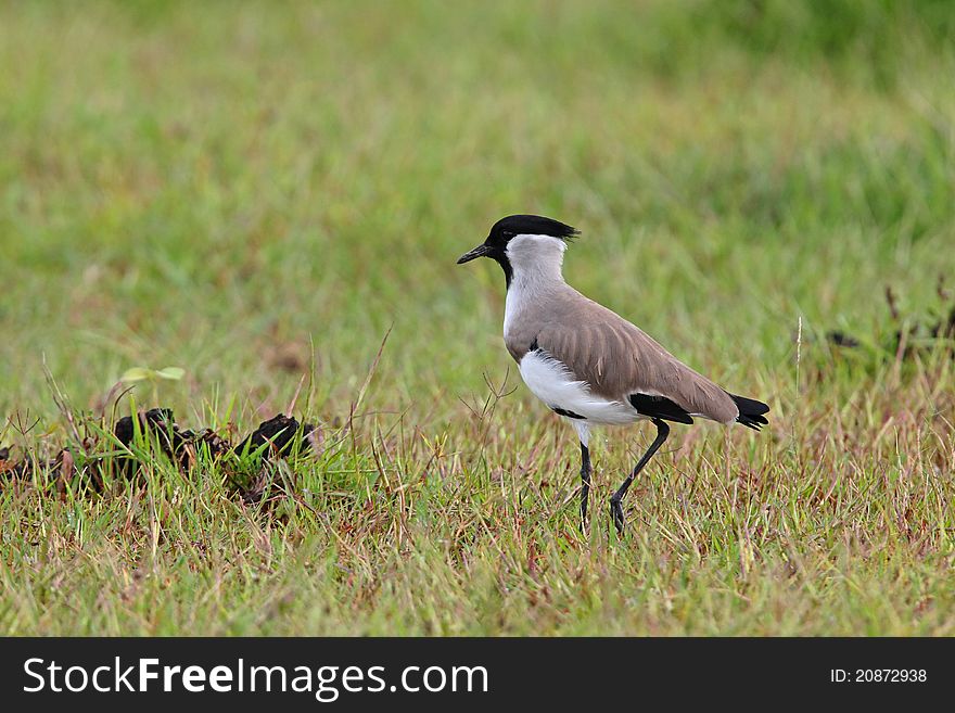 River Lapwing