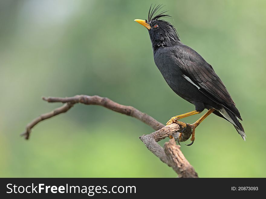 White-vented Myna is bird in nature of Thailand