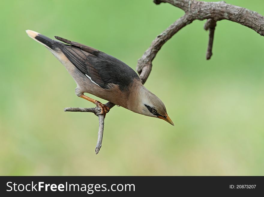 Vinous-breasted starling is bird in nature of Thailand