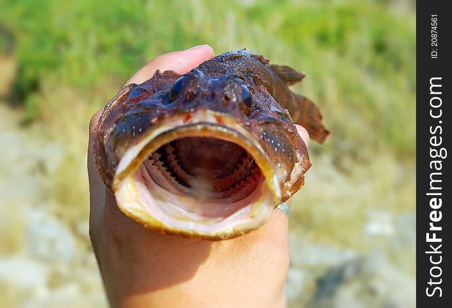 Rock-fish with wide open jaws on hand at blur green-yellow background in close-up