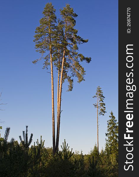 A bouquet of three pine trees against the blue sky. A bouquet of three pine trees against the blue sky