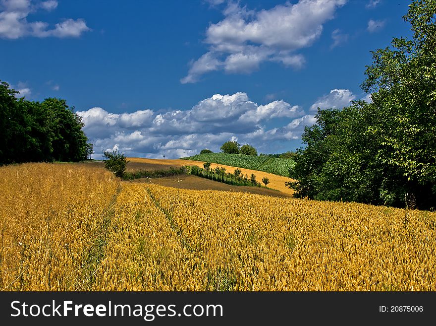 Beautiful Golden Grain Field In Summer