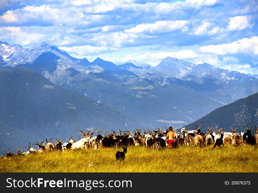 Goats grazing in a mountain meadow