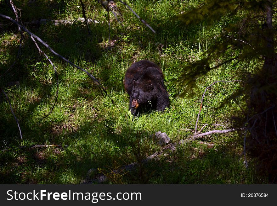 A black bear surrounded by woods