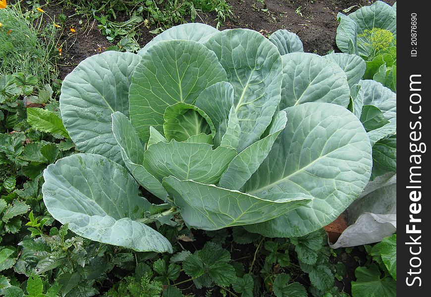 The big cabbage in a kitchen garden